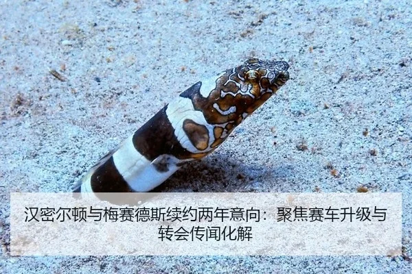 汉密尔顿与梅赛德斯续约两年意向：聚焦赛车升级与转会传闻化解